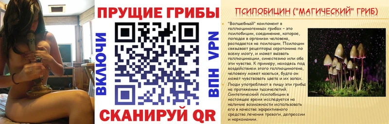 Галлюциногенные грибы Psilocybine cubensis  Карабулак 