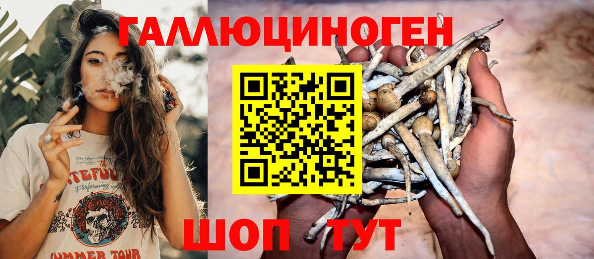 Псилоцибиновые грибы Psilocybe Карабулак